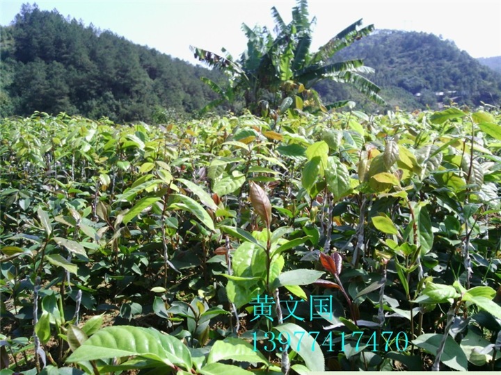 红花油茶嫁接苗1年苗 