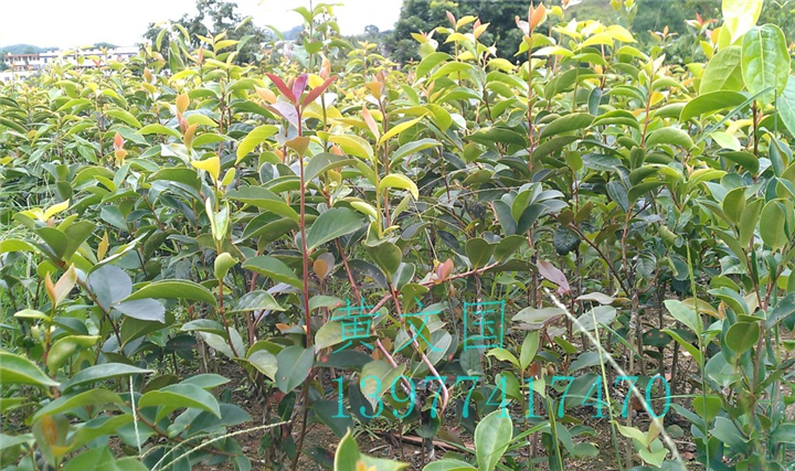 红花油茶嫁接苗2年苗 