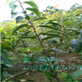 红花油茶嫁接苗2年苗 