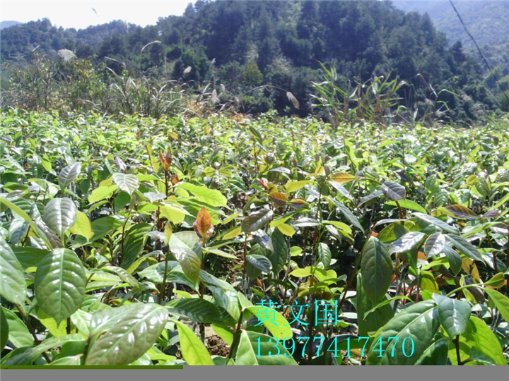 红花油茶嫁接苗1年苗 