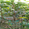 红花油茶嫁接苗2年苗 