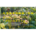 大果红花油茶嫁接苗-价格￥批发