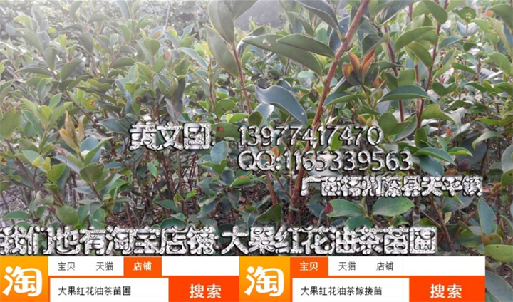 软枝油茶嫁接苗2年苗,岑溪软枝油茶嫁接苗 