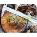 广西大果红花油茶树苗14 