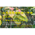 广西大果红花油茶嫁接苗价格-批发