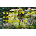 广西大果红花油茶嫁接苗批发-价格
