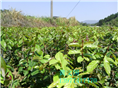 红花油茶嫁接苗1年苗 