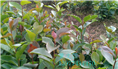 软枝油茶实生苗-广西软枝油茶实生苗价格 