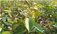 红花油茶实生苗-广西红花油茶实生苗价格 