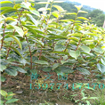 红花油茶嫁接苗2年苗 