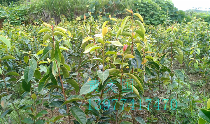 红花油茶嫁接苗2年苗 