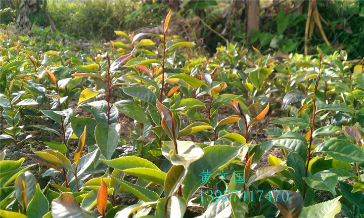 软枝油茶实生苗-广西软枝油茶实生苗价格 
