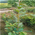 软枝油茶实生苗-广西软枝油茶实生苗价格 