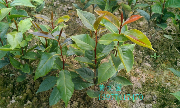 红花油茶实生苗-广西红花油茶实生苗价格 