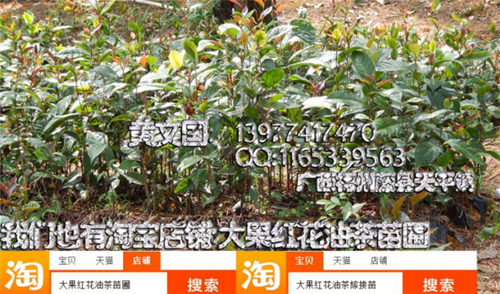 藤县大果红花油茶实生苗，藤县大果红花油茶嫁接苗，藤县大果红花油茶树苗 