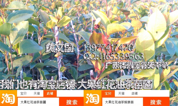 软枝油茶嫁接苗1年苗A，岑溪软枝油茶嫁接苗 