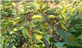 红花油茶实生苗-广西红花油茶实生苗价格 