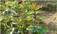 红花油茶实生苗-广西红花油茶实生苗价格 