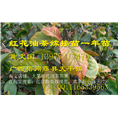 广西大果红花油茶嫁接苗批发-价格