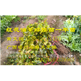 广西大果红花油茶嫁接苗供应@行情