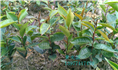 红花油茶实生苗-广西红花油茶实生苗价格 
