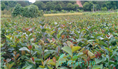 软枝油茶实生苗-广西软枝油茶实生苗价格 