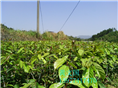 红花油茶嫁接苗1年苗 