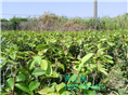 红花油茶嫁接苗1年苗 