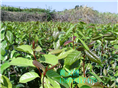 红花油茶嫁接苗1年苗 