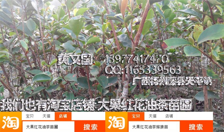 软枝油茶嫁接苗2年苗A，岑溪软枝油茶嫁接苗 