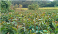 软枝油茶实生苗-广西软枝油茶实生苗价格 