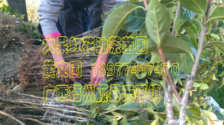 红花油茶树苗，红花油茶树苗小苗，红花油茶树苗价格 