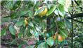 红花油茶果实-广西红花油茶果实价格 