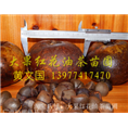 广西大果红花油茶树苗A 
