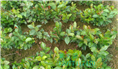 软枝油茶实生苗-广西软枝油茶实生苗价格 
