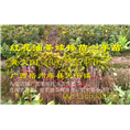 广西大果红花油茶嫁接苗供应@行情