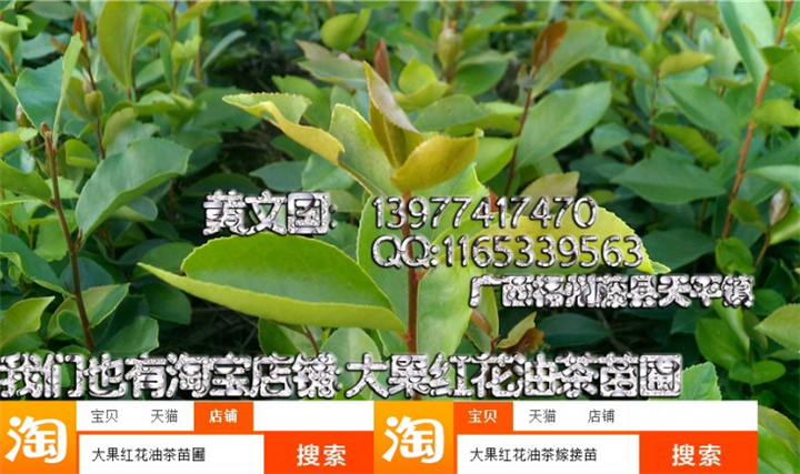 软枝油茶实生苗A，岑溪软枝油茶实生苗供应 