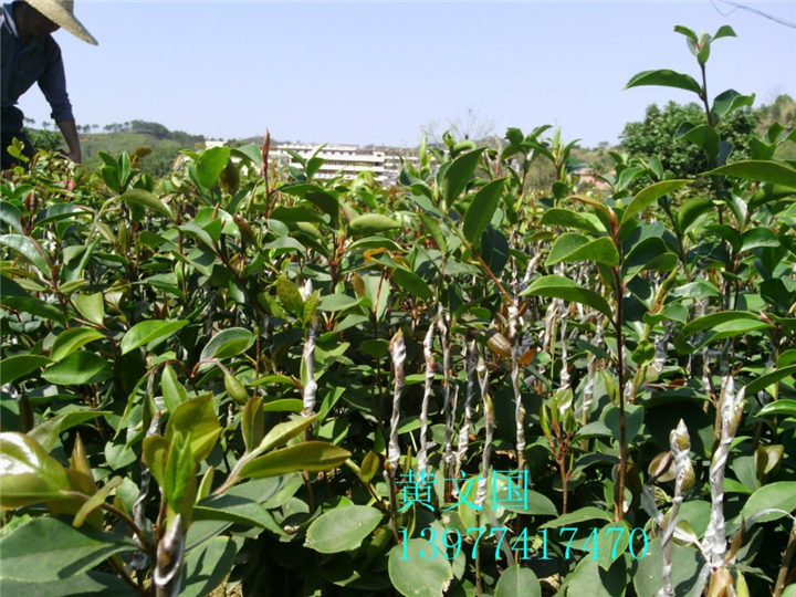 红花油茶嫁接苗1年苗 