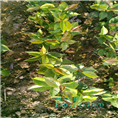红花油茶实生苗-广西红花油茶实生苗价格 