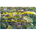 大果红花油茶嫁接苗-行情￥基地