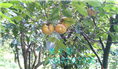 红花油茶果实-广西红花油茶果实价格 