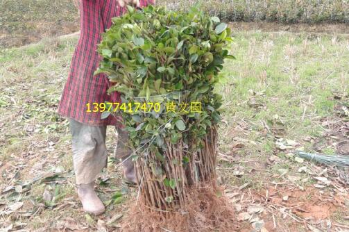 2017年软枝油茶嫁接苗2年苗价格 