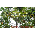 大果红花油茶嫁接苗，大果红花油茶嫁接苗2年苗 