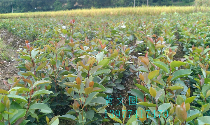 软枝油茶实生苗-广西软枝油茶实生苗价格 