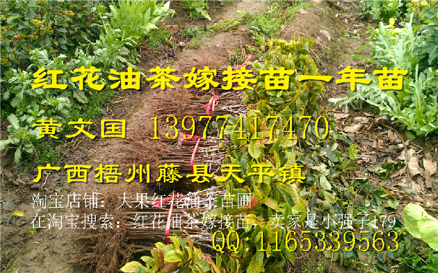 广西大果红花油茶嫁接苗供应@行情