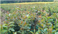 软枝油茶实生苗-广西软枝油茶实生苗价格 