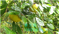 红花油茶果实-广西红花油茶果实价格 