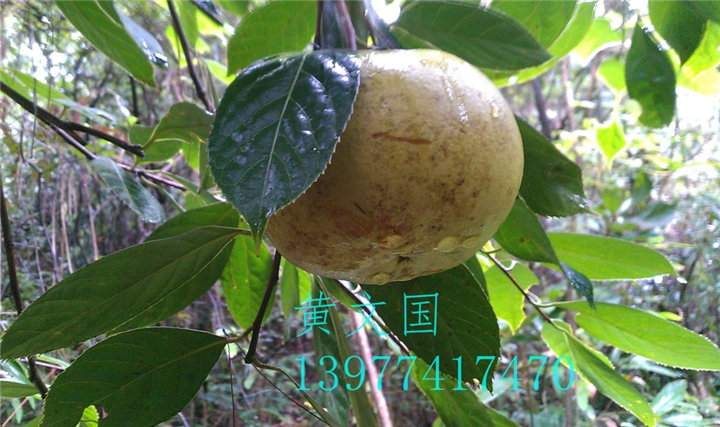 红花油茶果实-广西红花油茶果实价格 