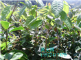 红花油茶嫁接苗1年苗 