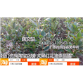 岑溪软枝油茶嫁接苗3号产量，软枝油茶嫁接苗3号销售 